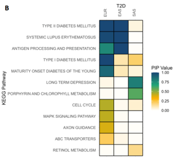 Cross-Ancestry Pathway Associations